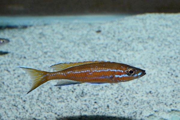 Paracyprichromis nigripinnis Fry